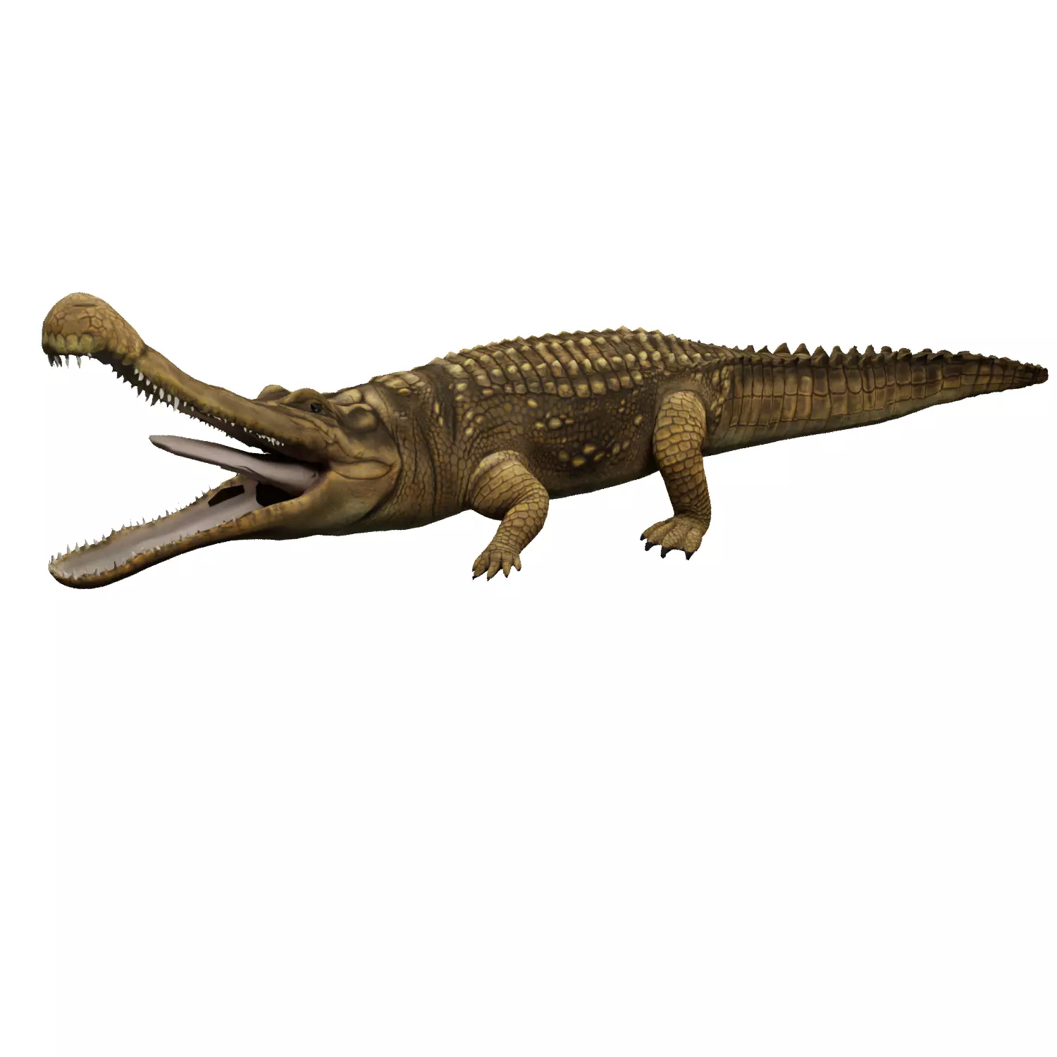 Alligator Animated Low-poly 3D model_0