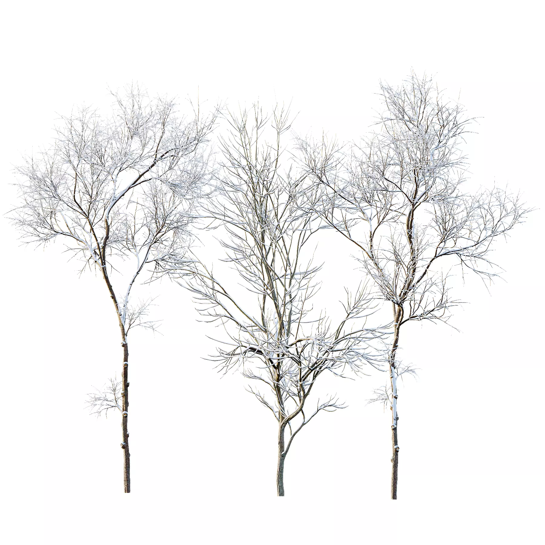 Ulmus changii and Acer Saccharinum Winter snow trees 3D model_0