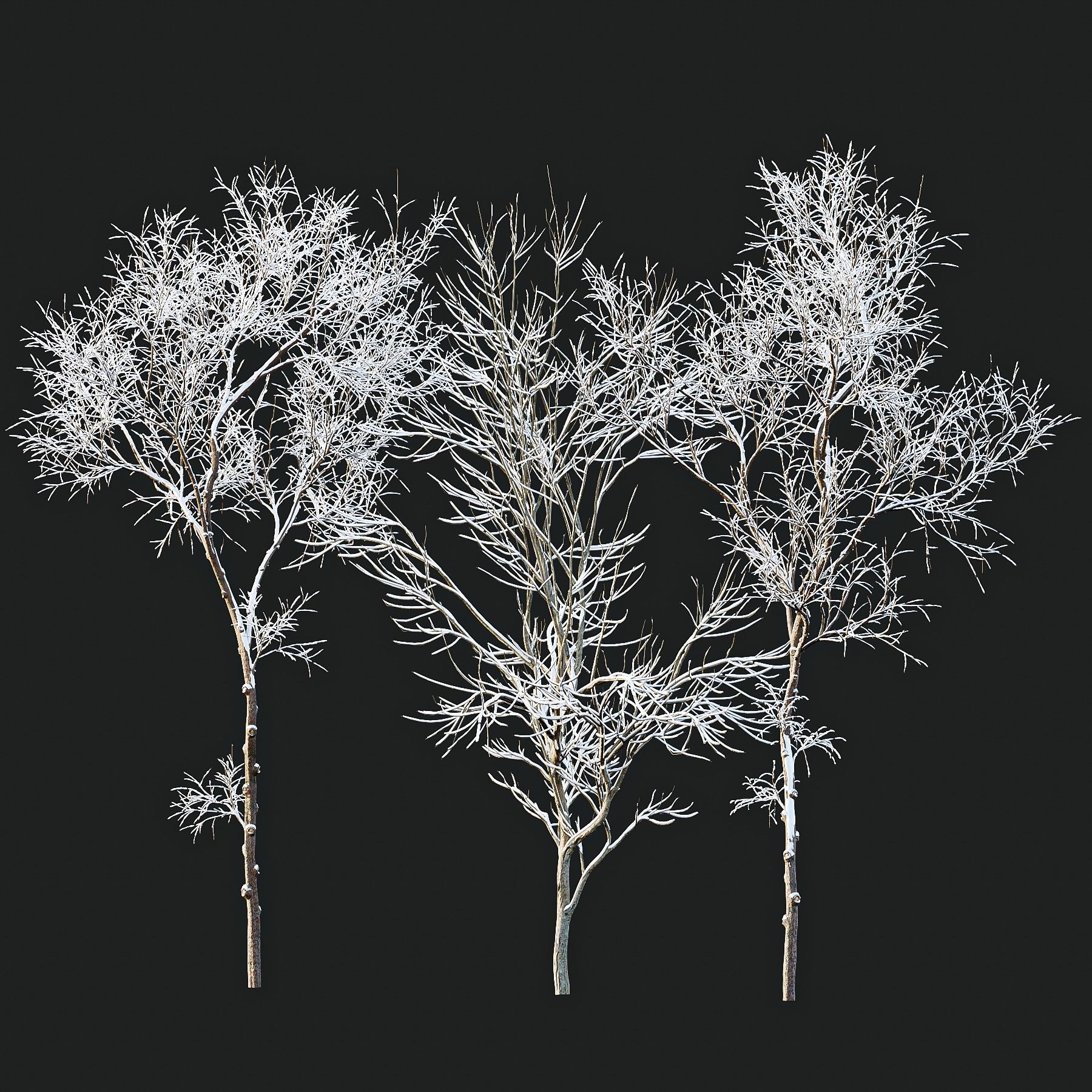 Ulmus changii and Acer Saccharinum Winter snow trees 3D model_2