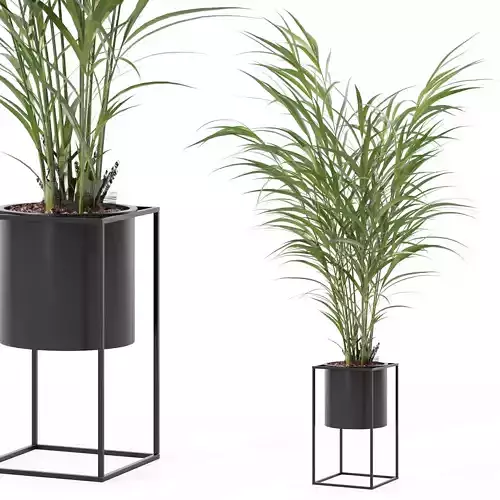 Areca palm in modern flower pot