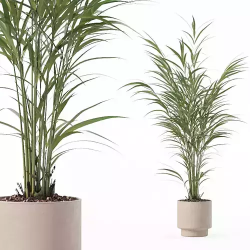 Areca palm in modern flower pot