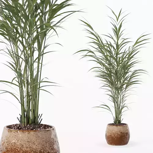 Areca palm in modern flower pot