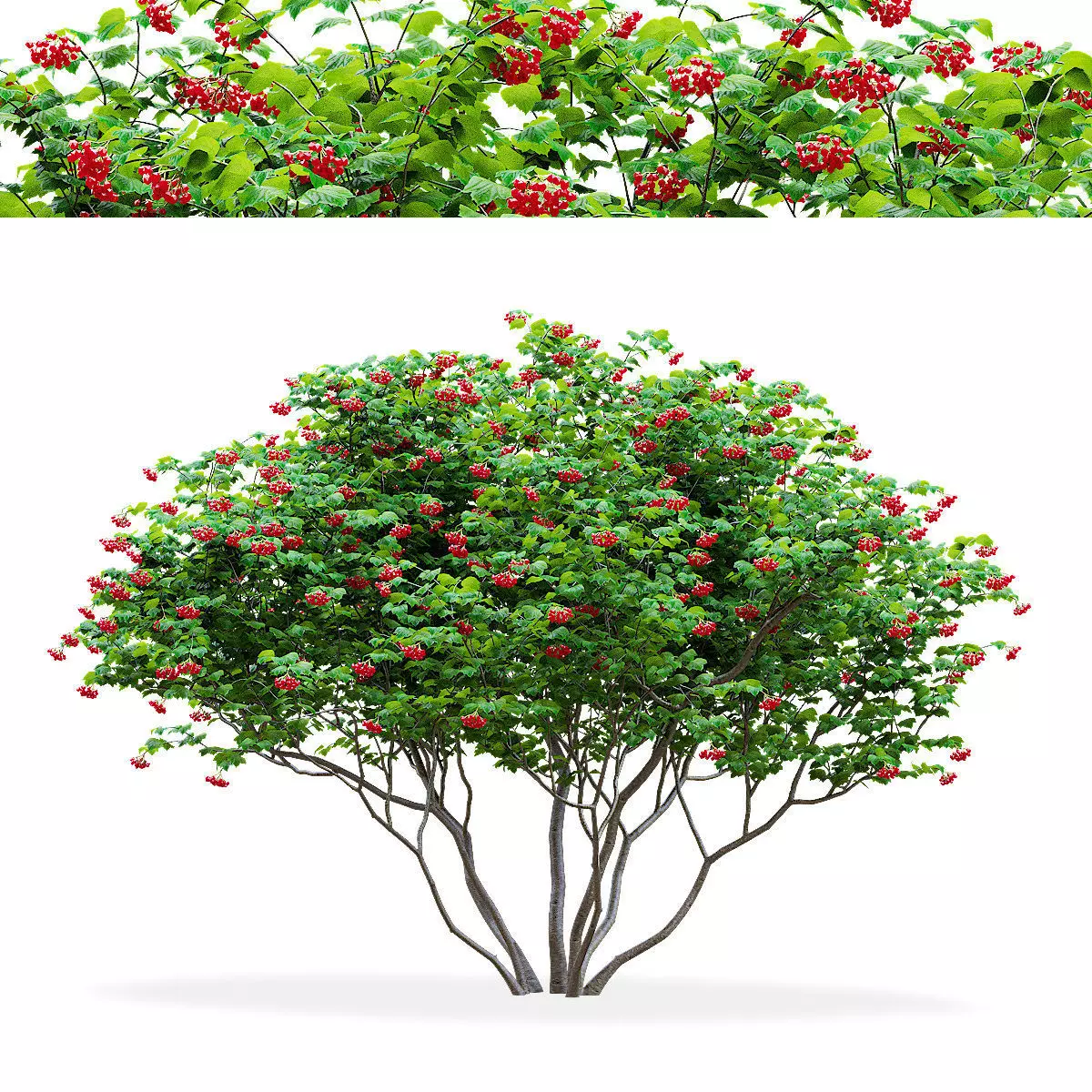 Viburnum berries multistem 3D model_0