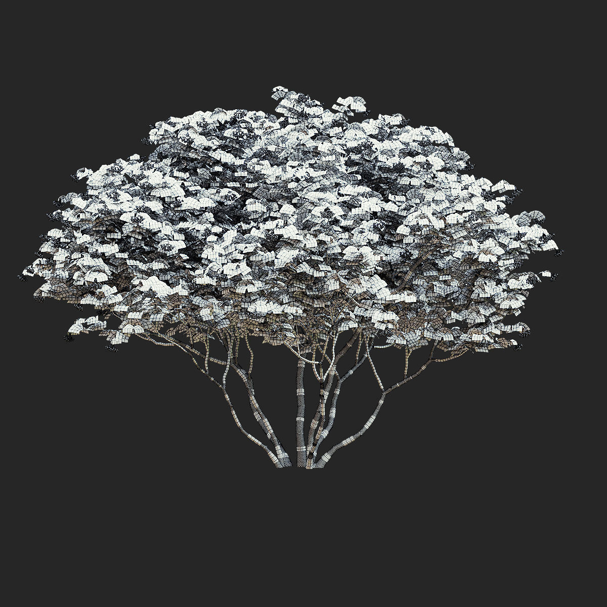 Viburnum berries multistem 3D model_5