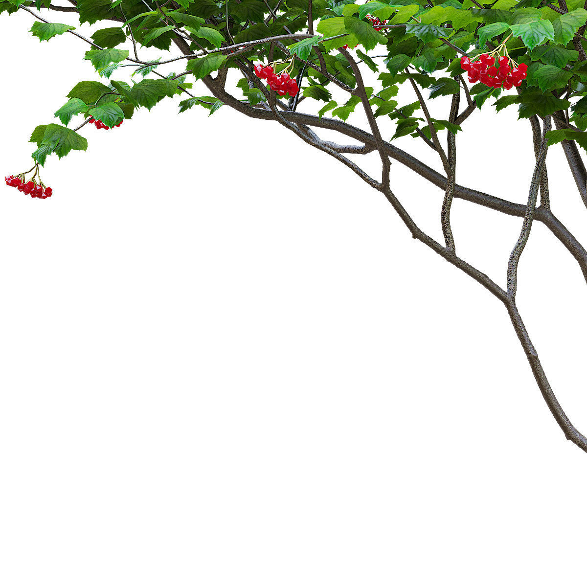 Viburnum berries multistem 3D model_2