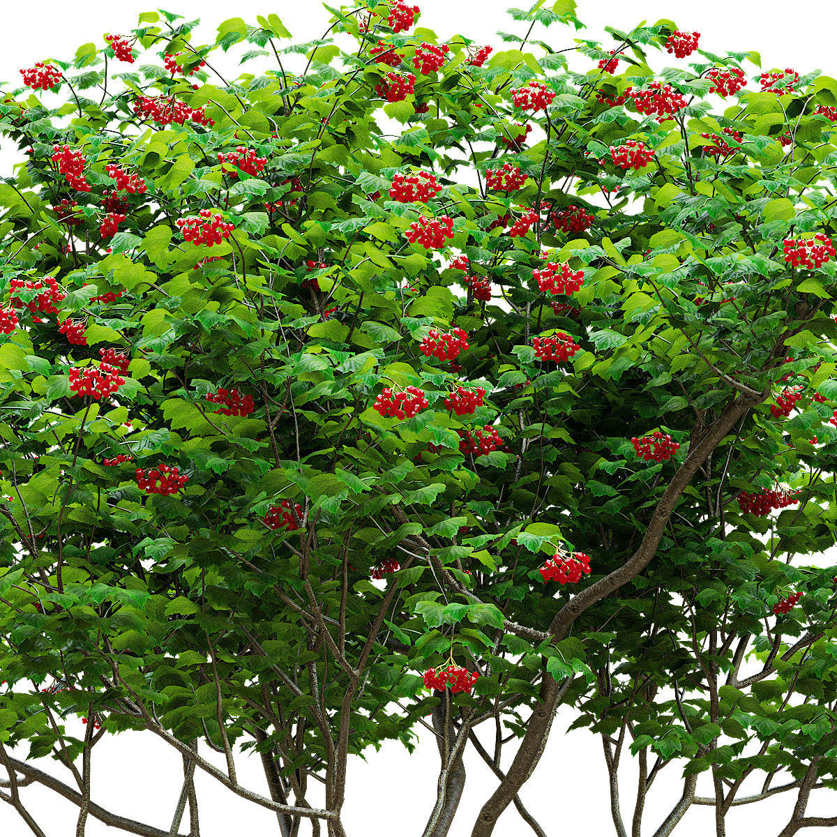 Viburnum berries multistem 3D model_3