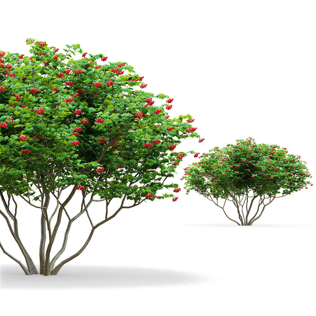 Viburnum berries multistem 3D model_4