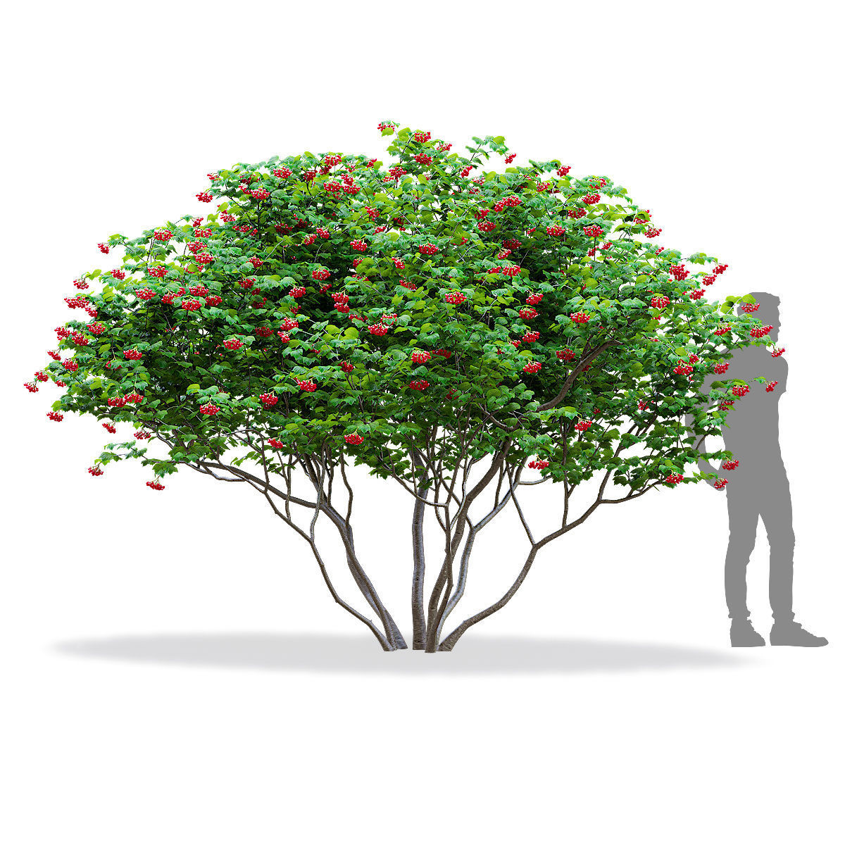 Viburnum berries multistem 3D model_1