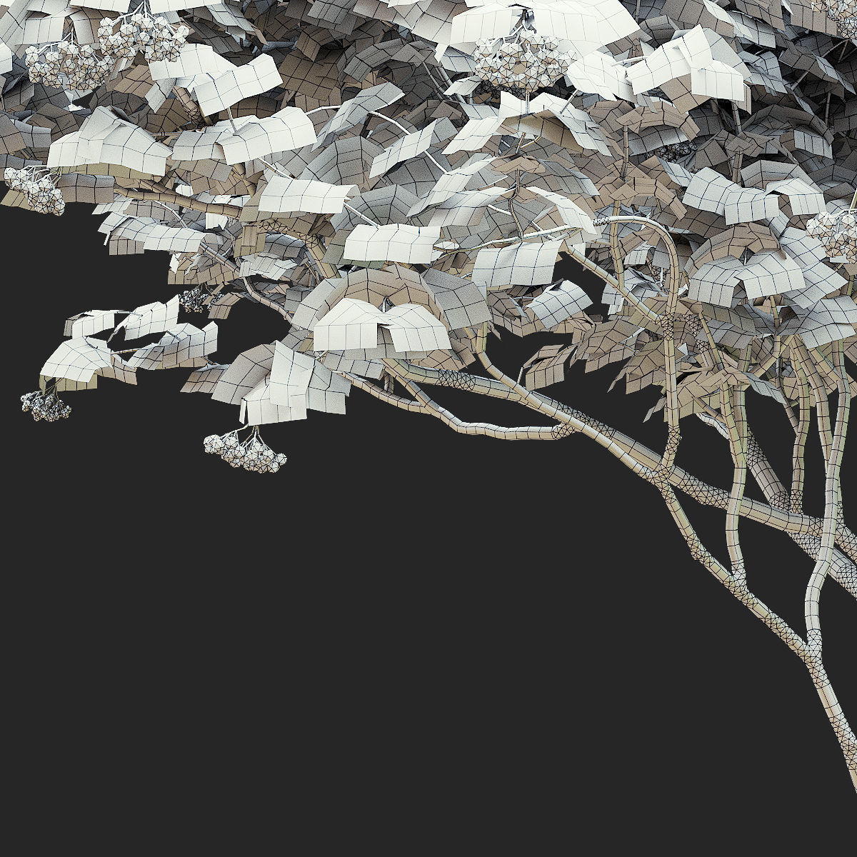 Viburnum berries multistem 3D model_6
