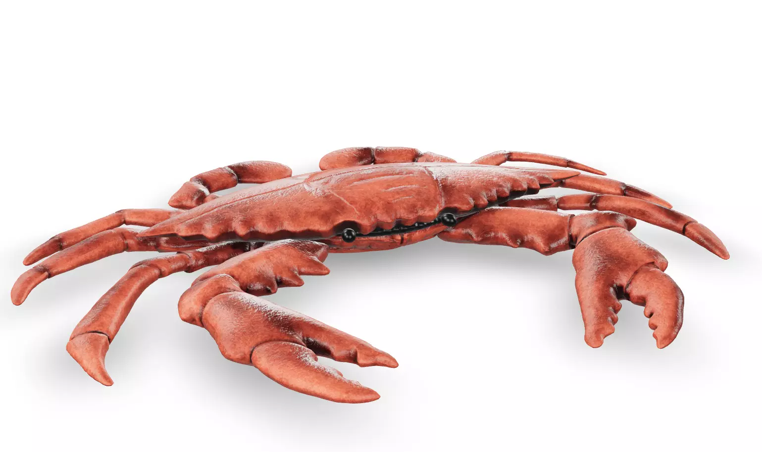 Crab 3D 3D model_0