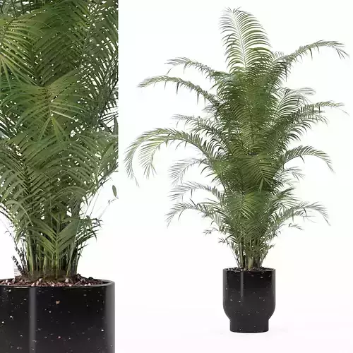 Areca palm in modern flower pot