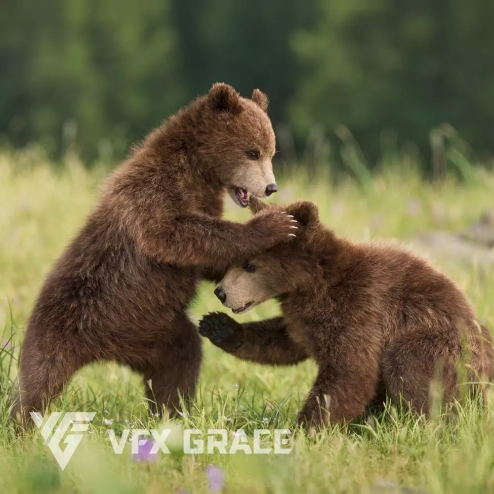 Brown Bear Young VFX Grace 3D model_0
