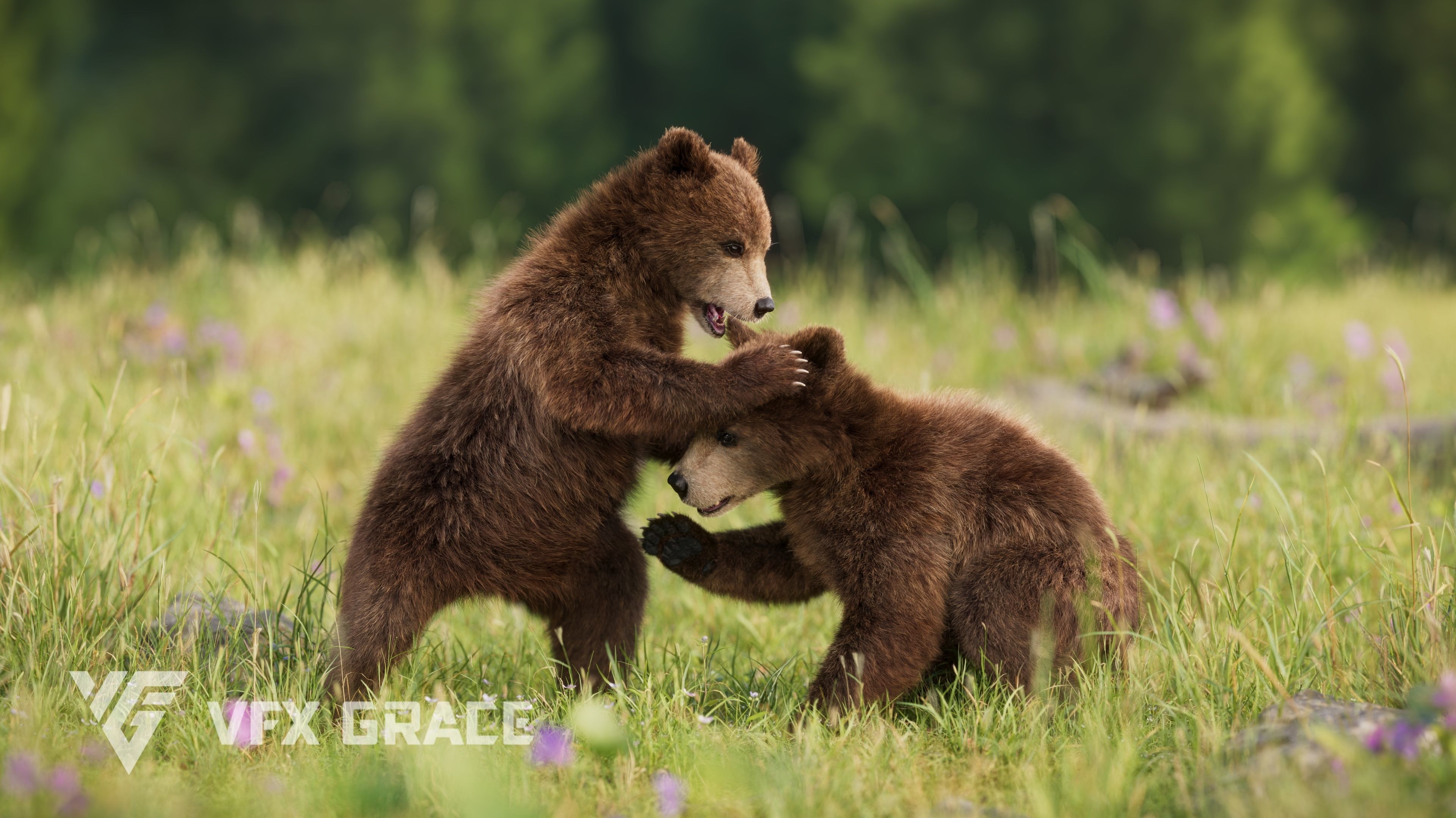 Brown Bear Young VFX Grace 3D model_5