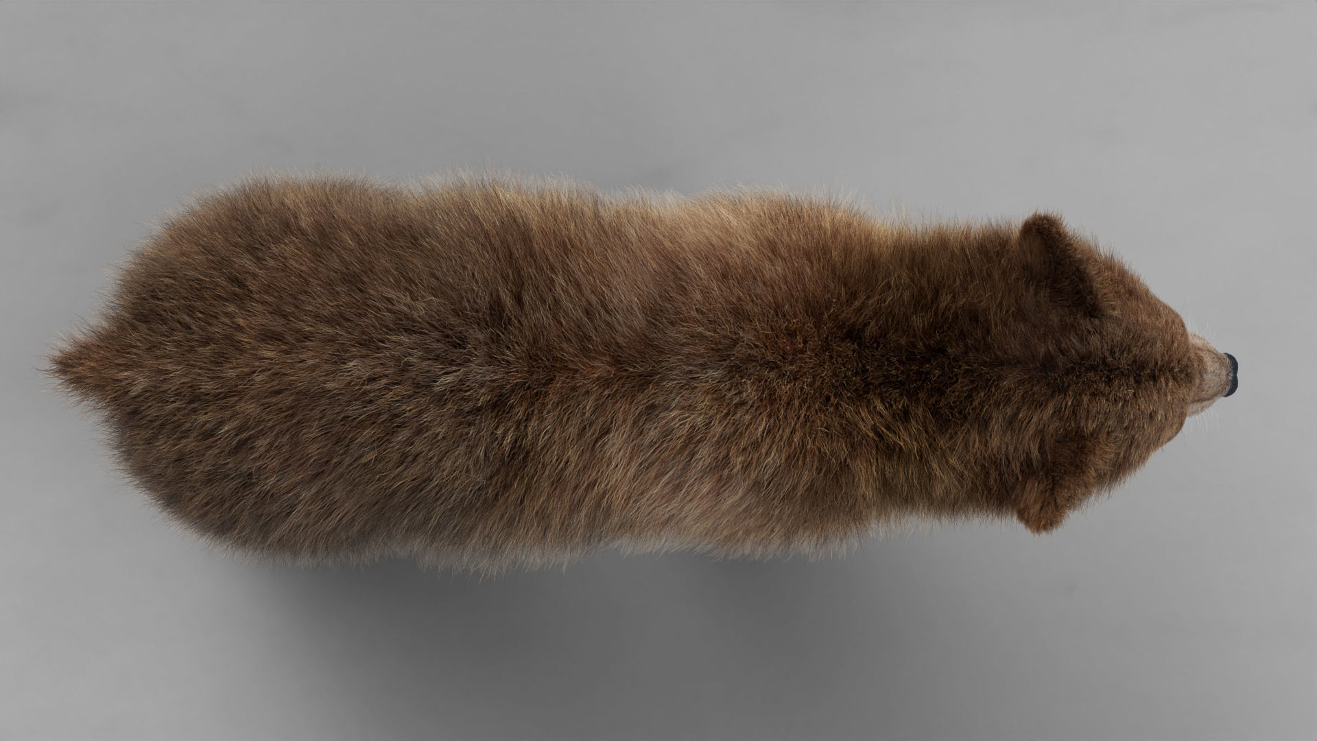 Brown Bear Young VFX Grace 3D model_13