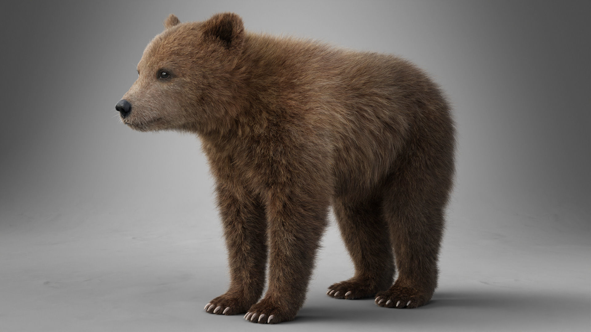 Brown Bear Young VFX Grace 3D model_10