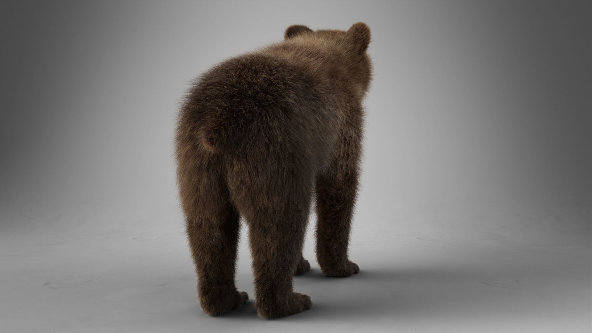Brown Bear Young VFX Grace 3D model_12