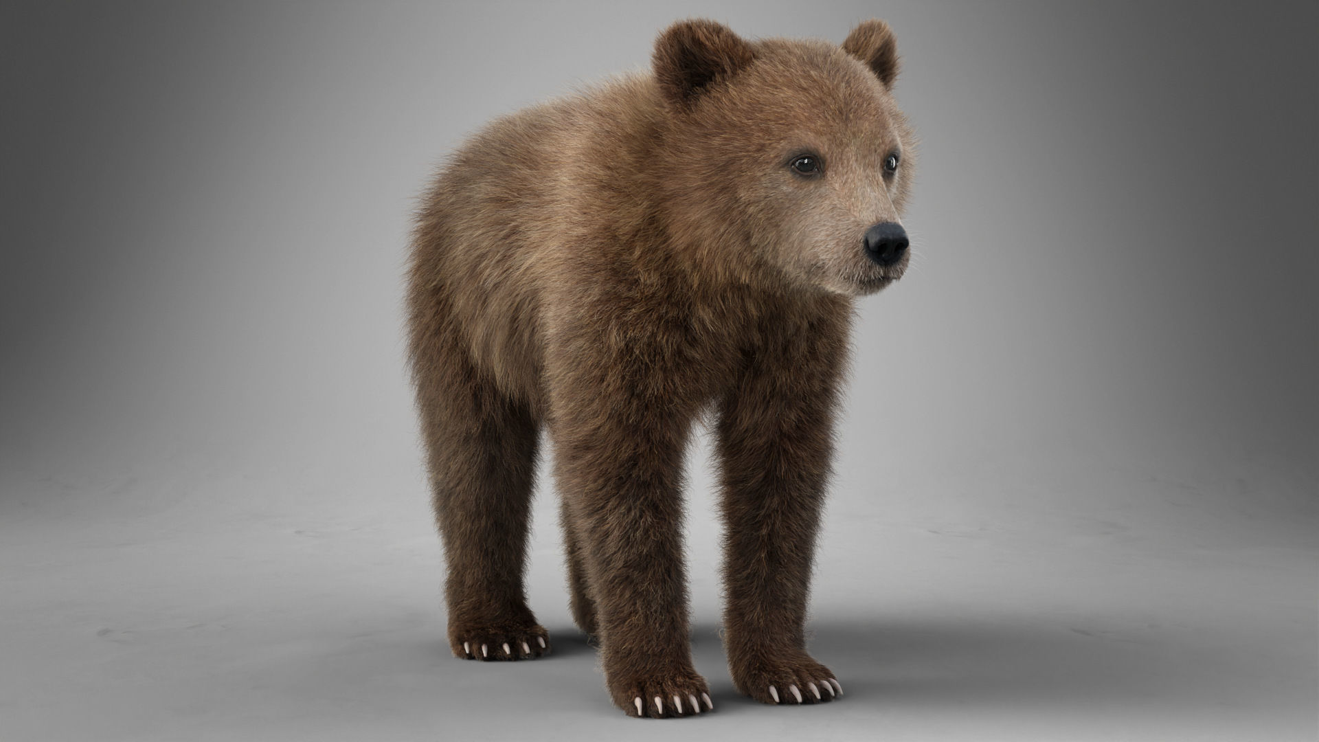 Brown Bear Young VFX Grace 3D model_14