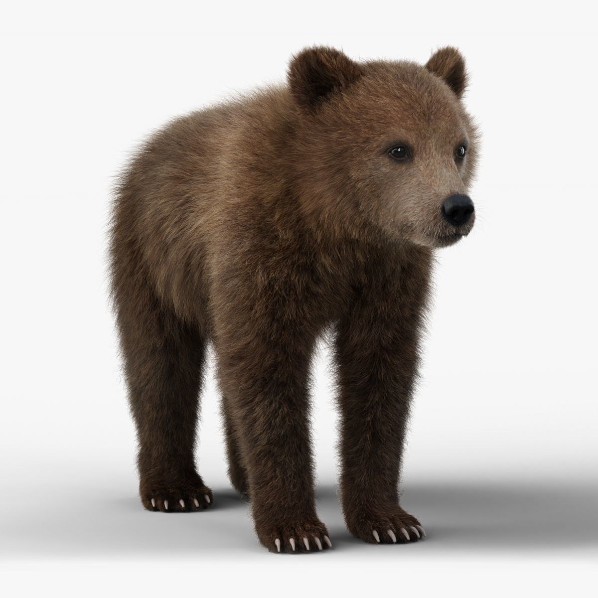 Brown Bear Young VFX Grace 3D model_15