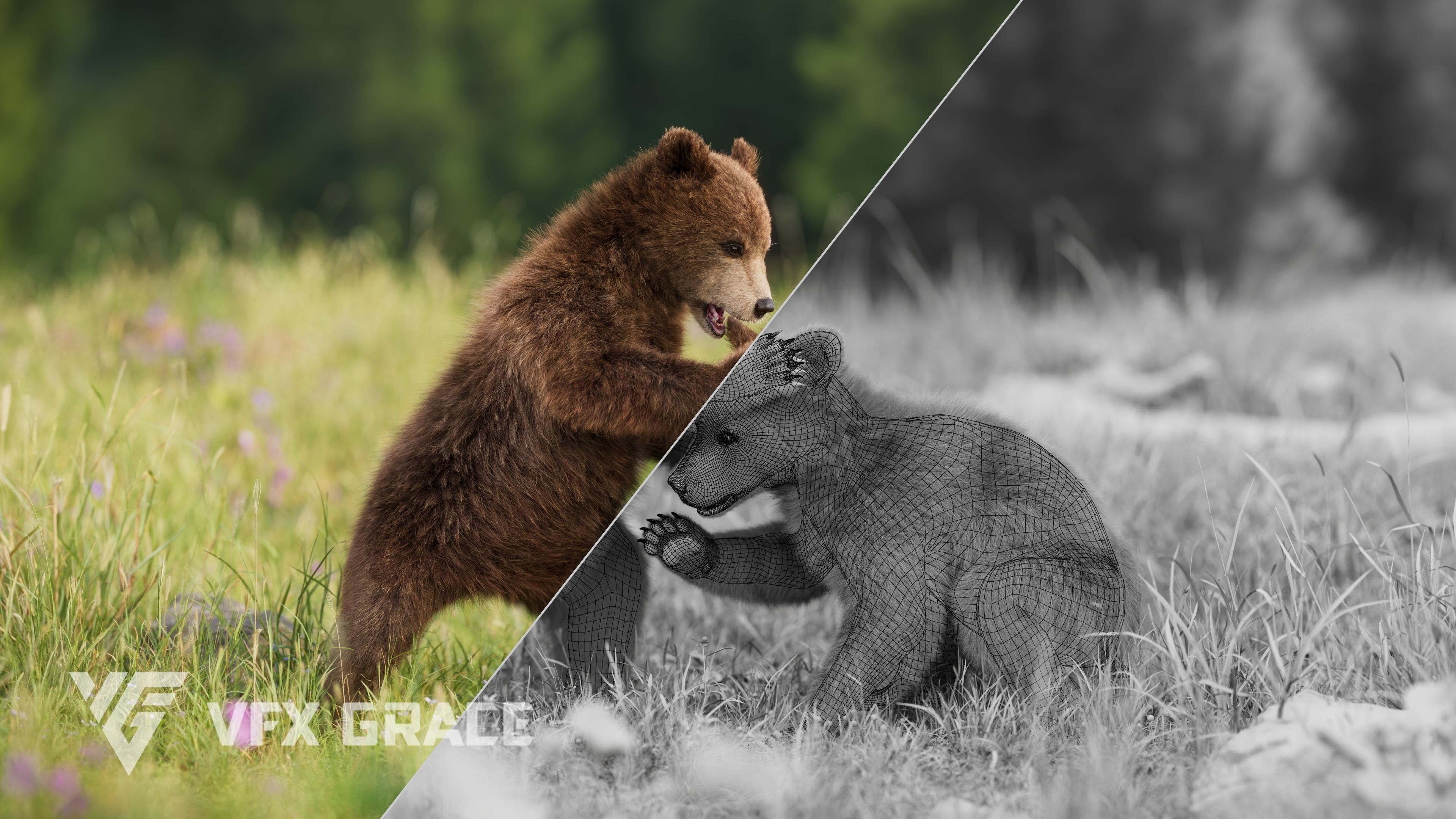 Brown Bear Young VFX Grace 3D model_6