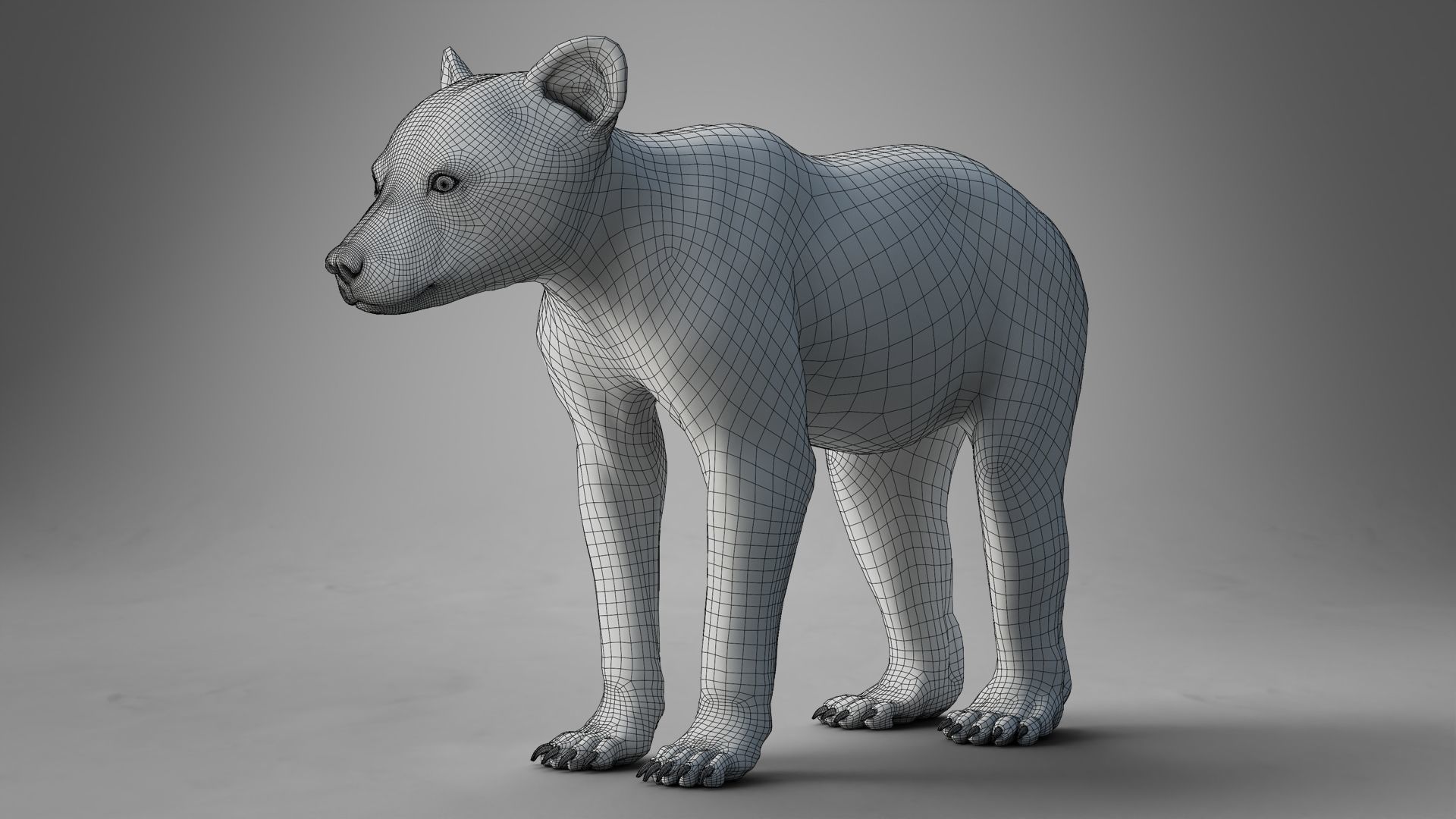Brown Bear Young VFX Grace 3D model_24
