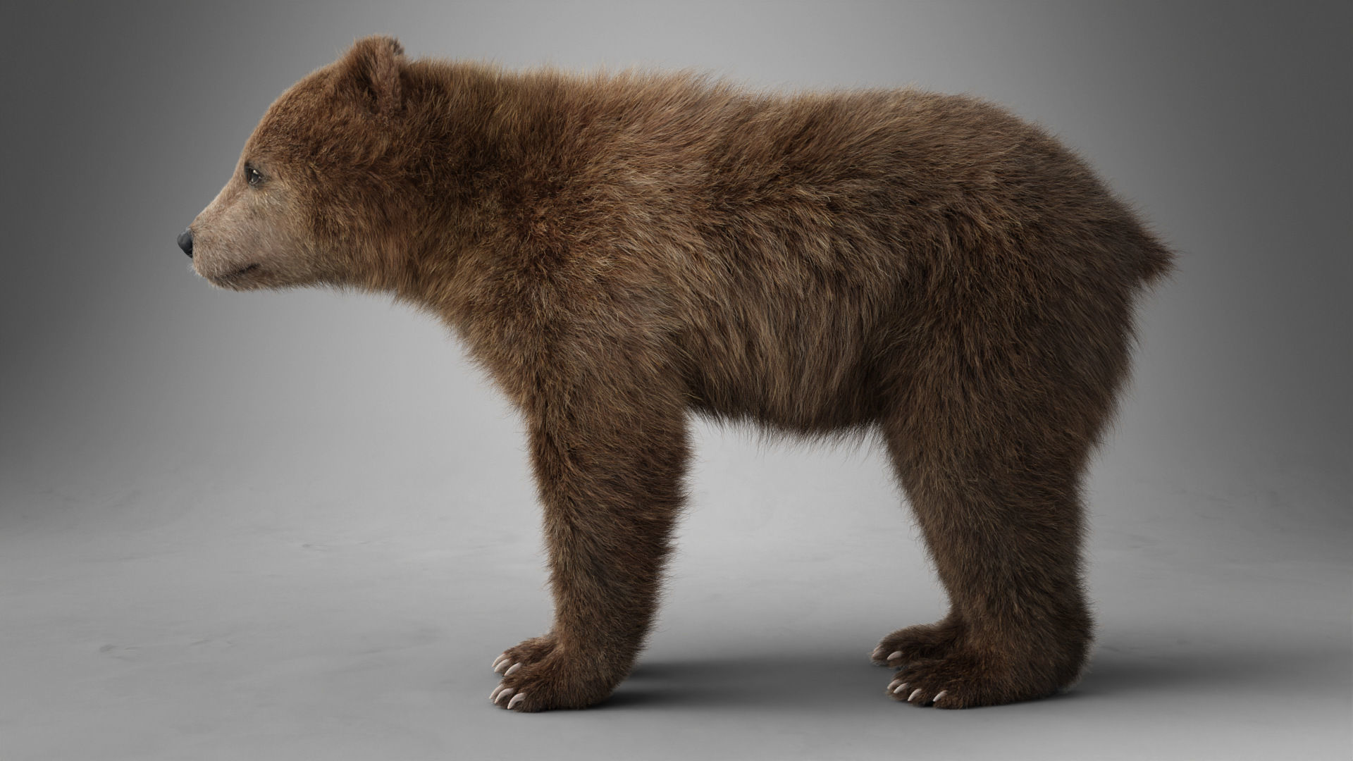 Brown Bear Young VFX Grace 3D model_9