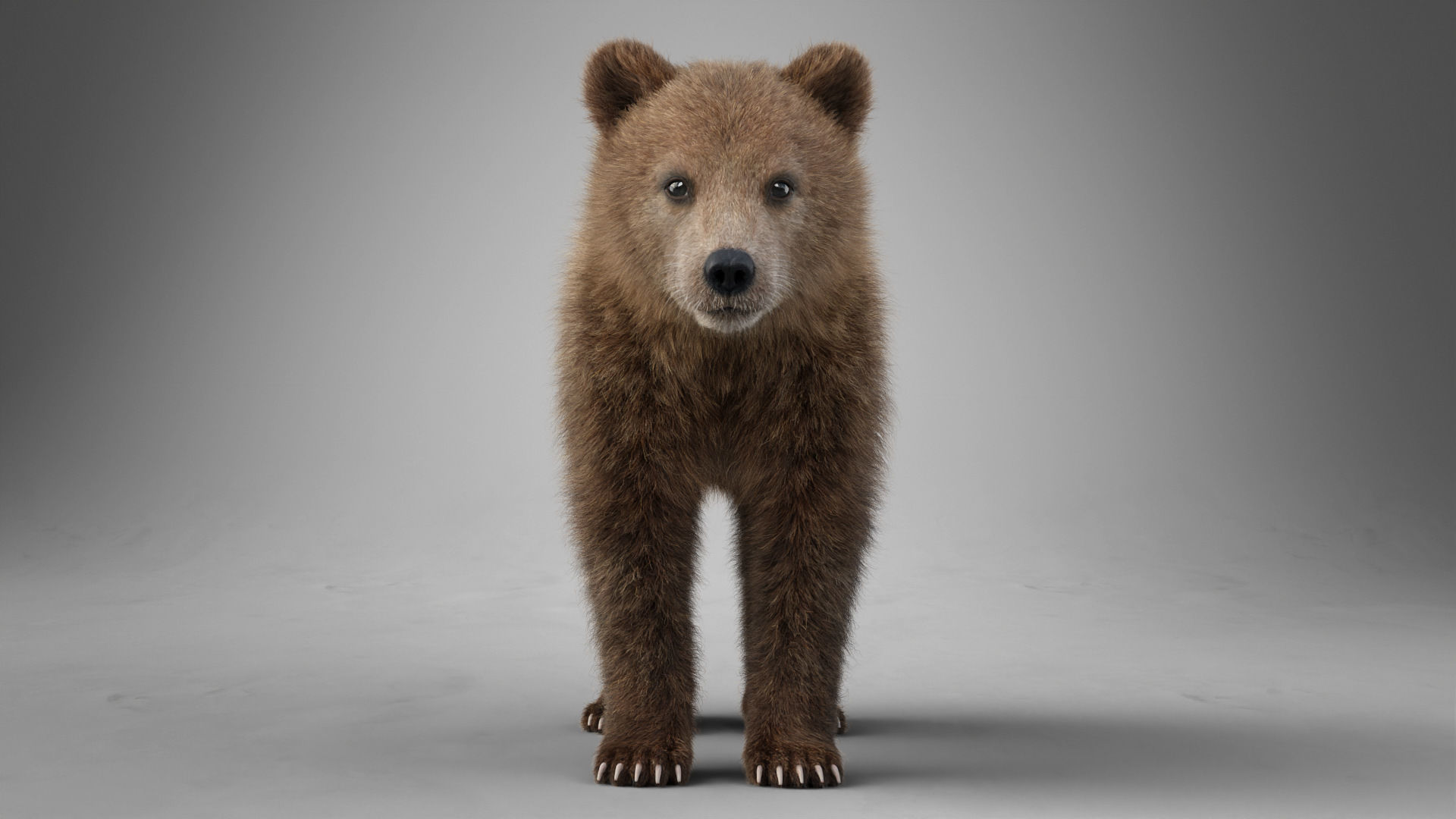 Brown Bear Young VFX Grace 3D model_11