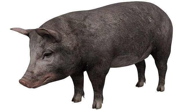 Black Pig 3D model