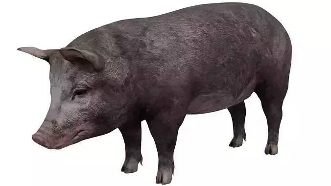 Black Pig