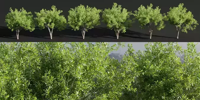 Trees for landscape collection vol 204-Blender