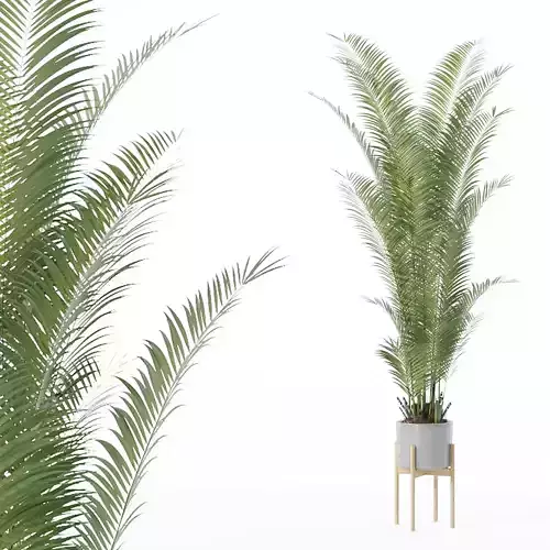 Areca palm in modern flower pot