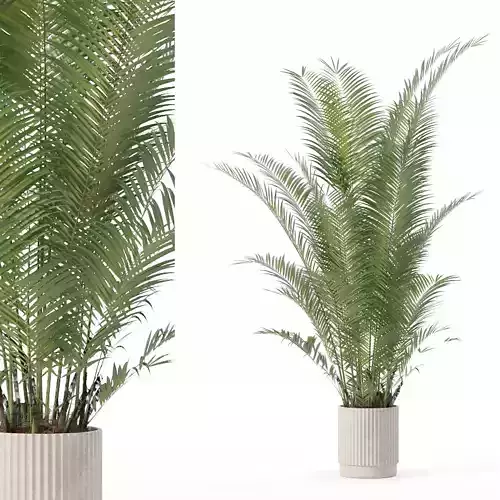 Areca palm in modern flower pot