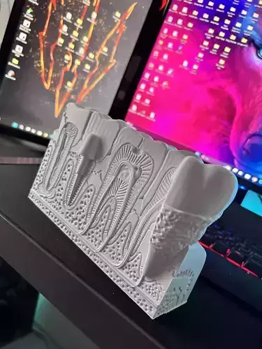 Teeth Anatomy 3D print STL