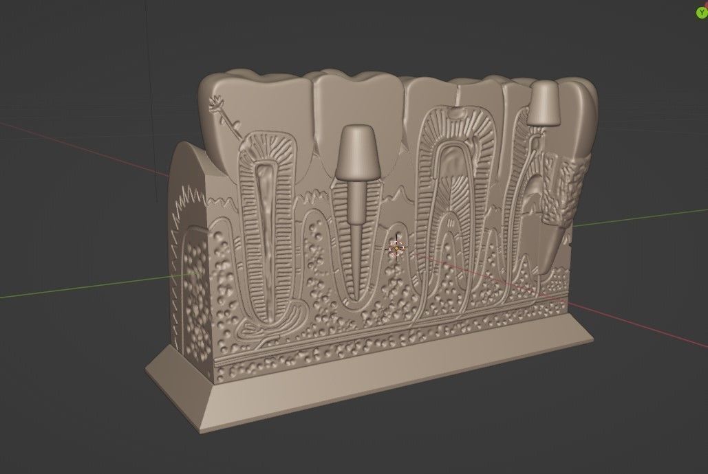 Teeth Anatomy 3D print STL 3D print model_4