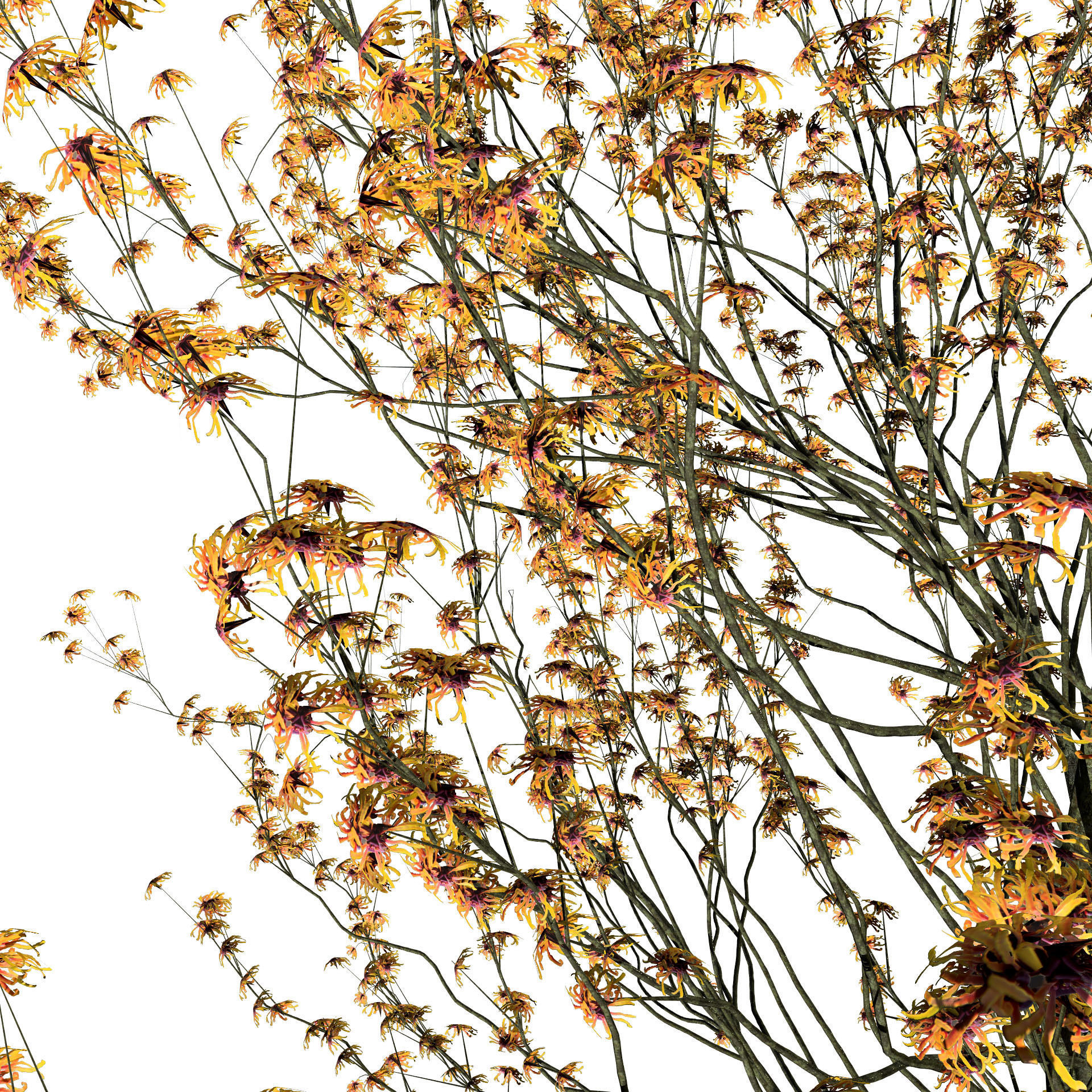 Hamamelis vernalis in 3D 3D model_6