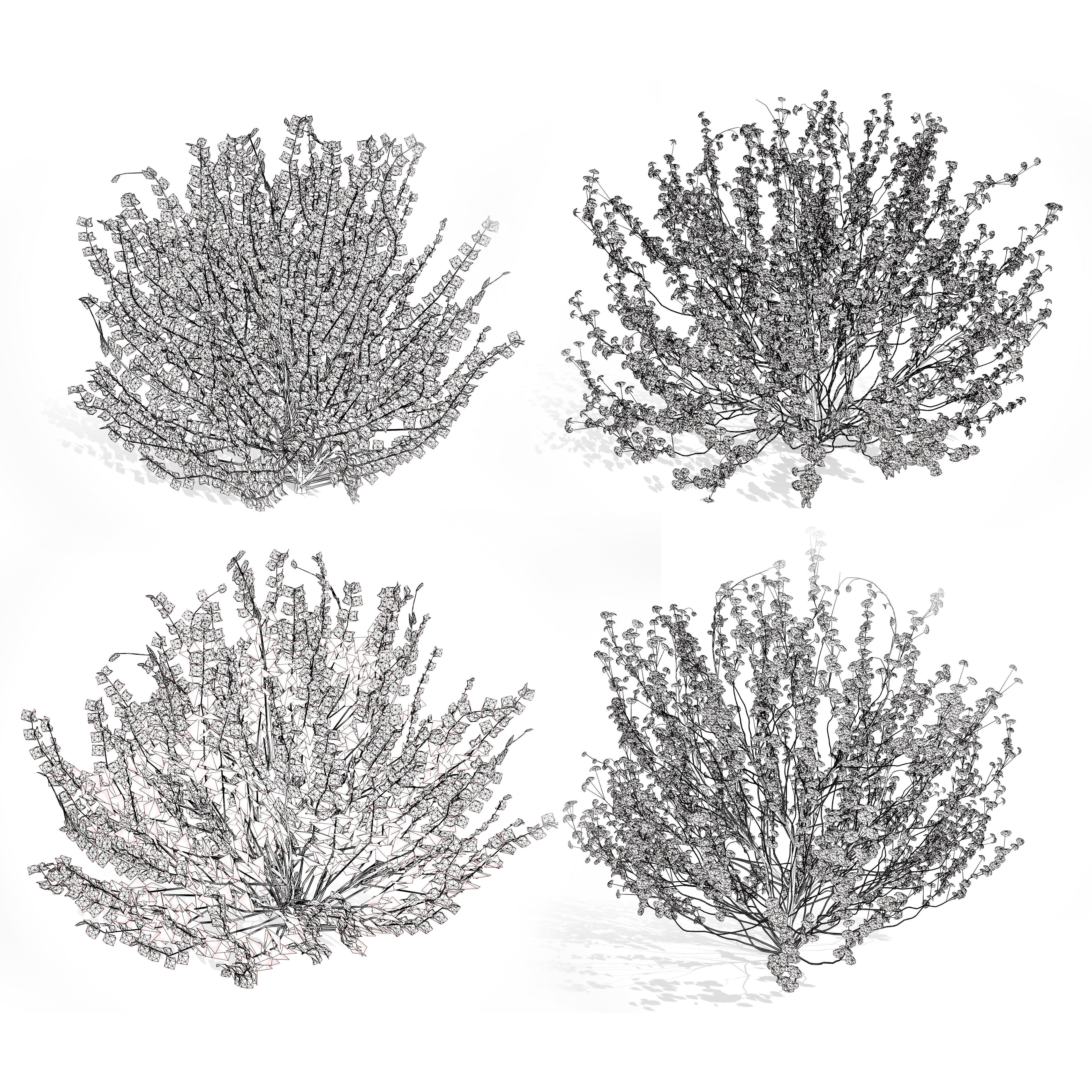 Hamamelis vernalis in 3D 3D model_13