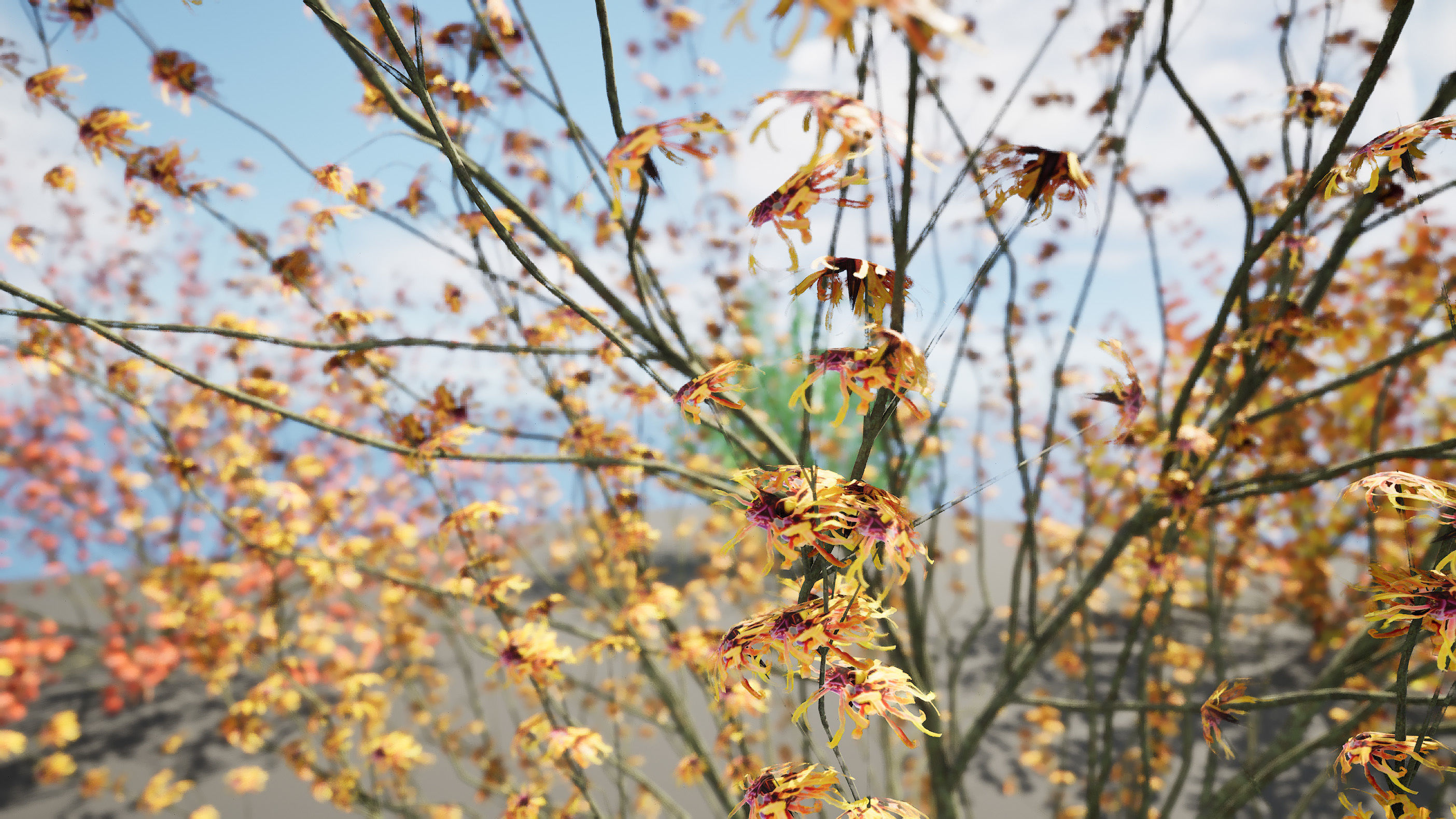 Hamamelis vernalis in 3D 3D model_12