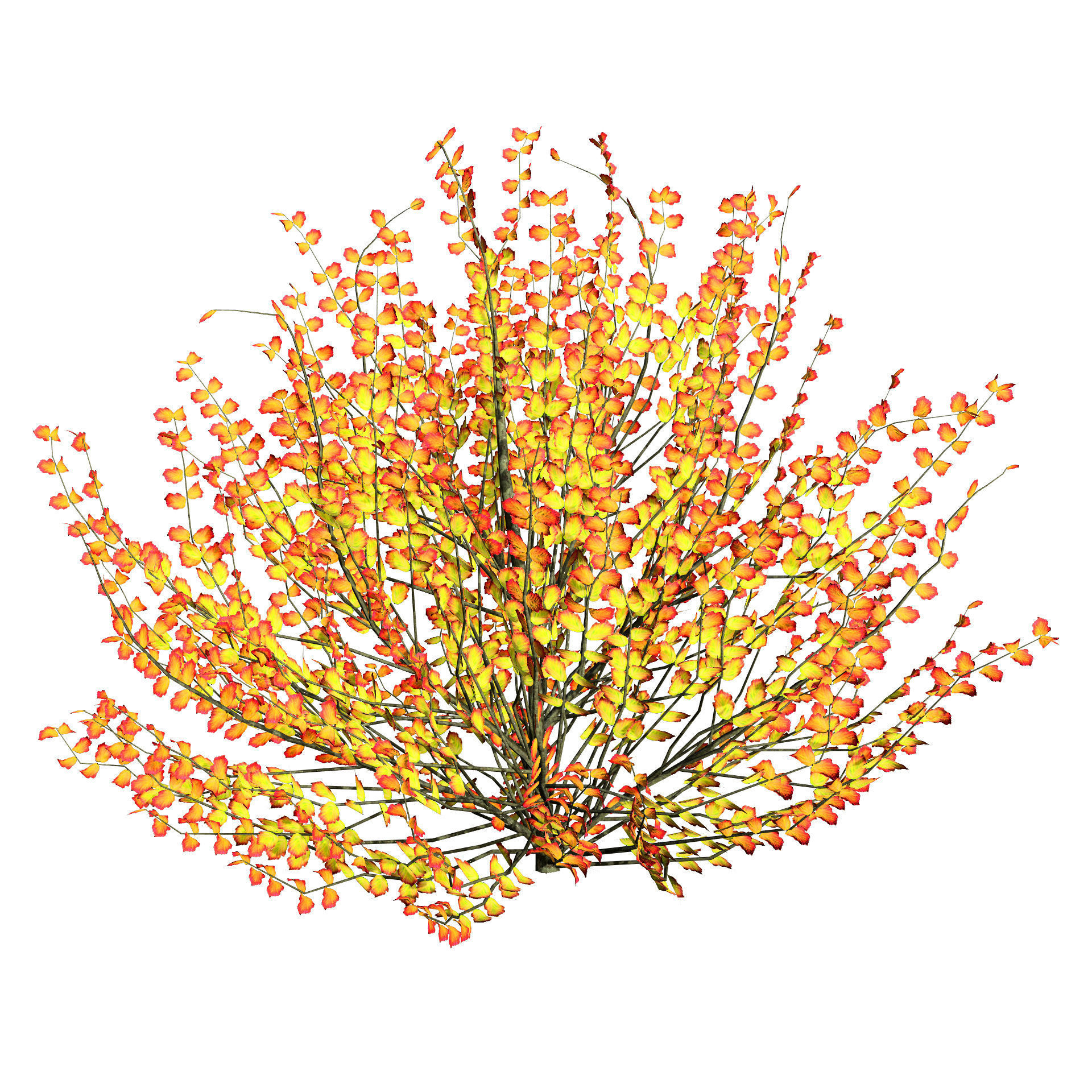 Hamamelis vernalis in 3D 3D model_3