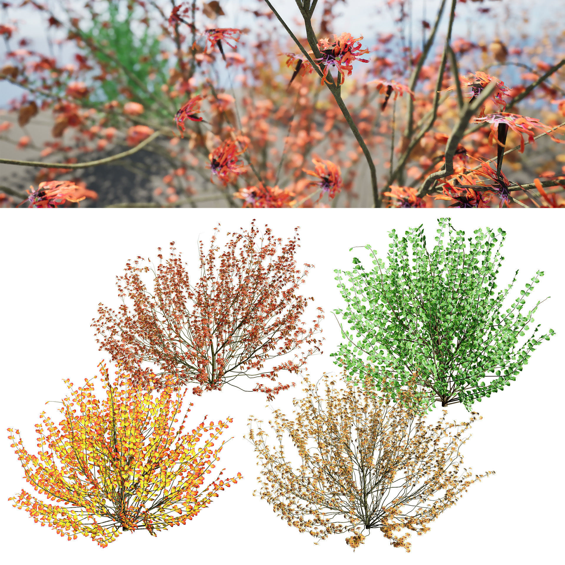 Hamamelis vernalis in 3D 3D model_14