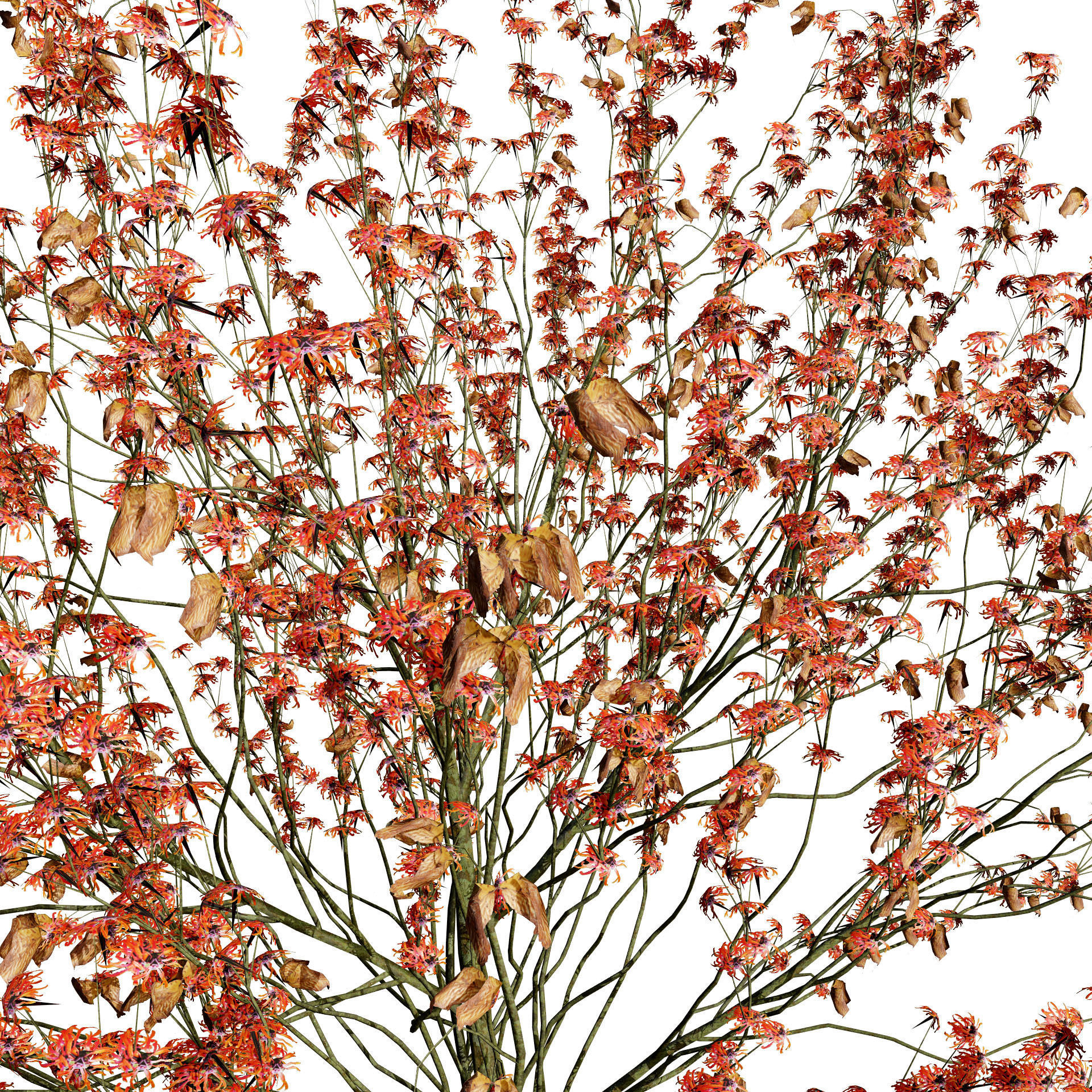 Hamamelis vernalis in 3D 3D model_10