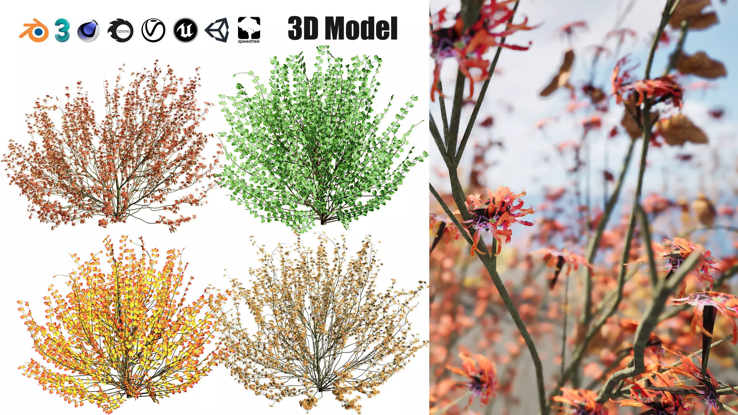 Hamamelis vernalis in 3D 3D model_0
