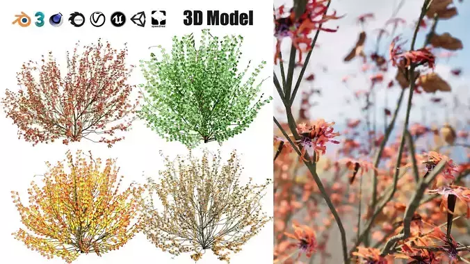 Hamamelis vernalis in 3D 3D model