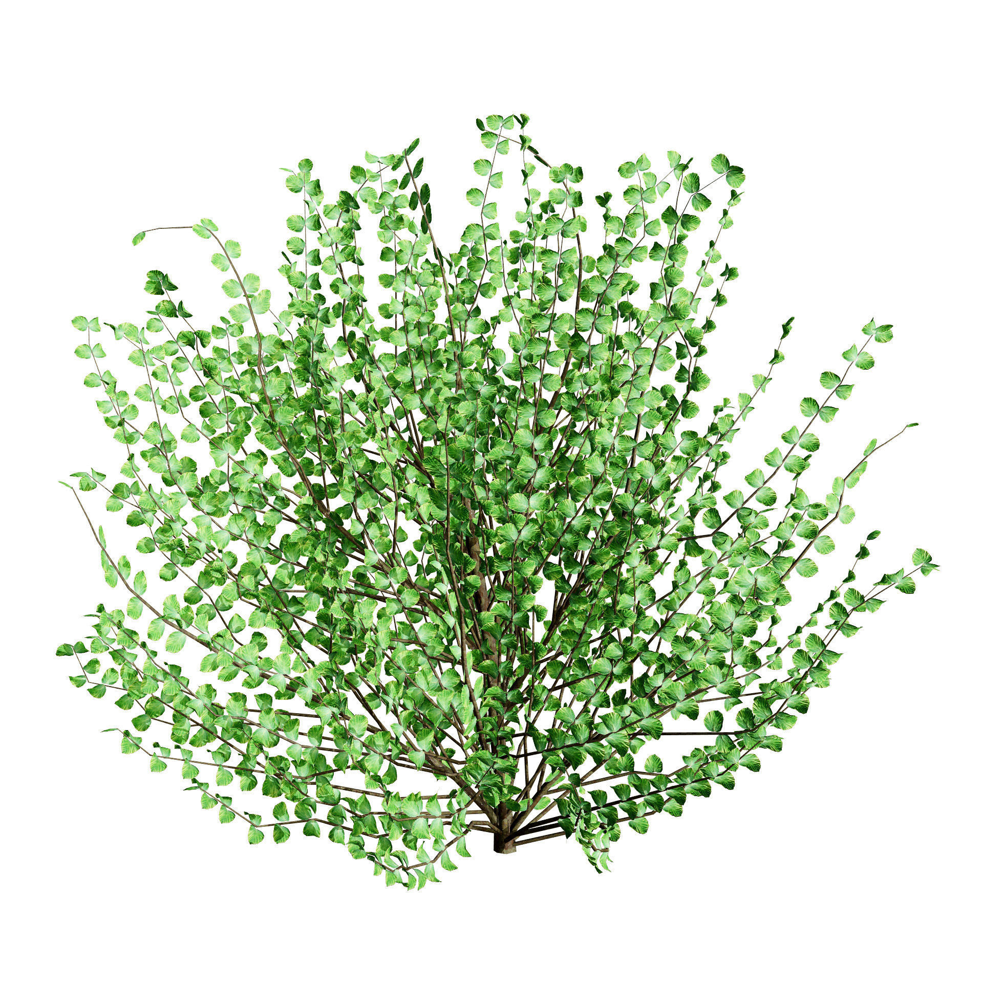 Hamamelis vernalis in 3D 3D model_7