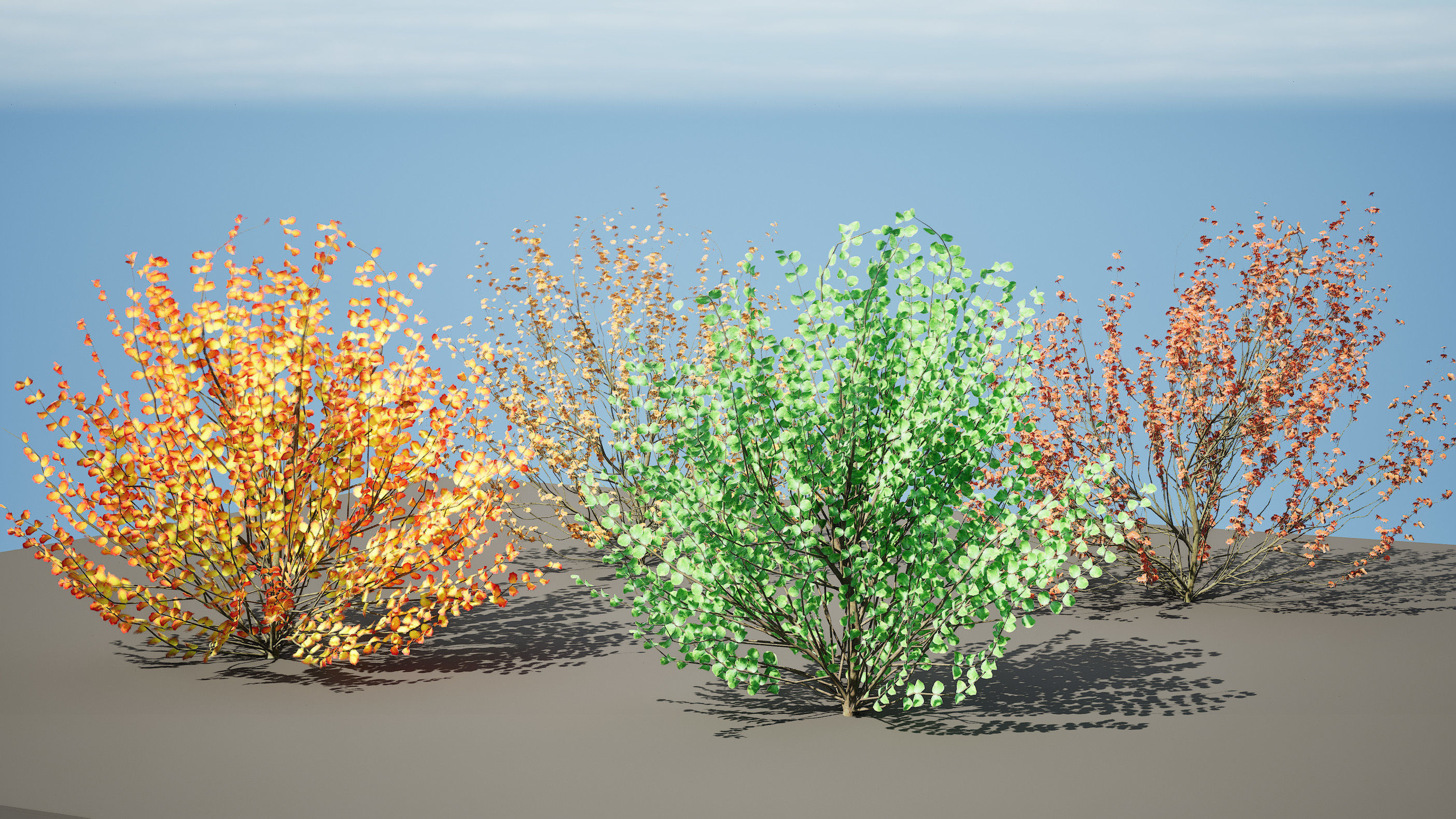 Hamamelis vernalis in 3D 3D model_11