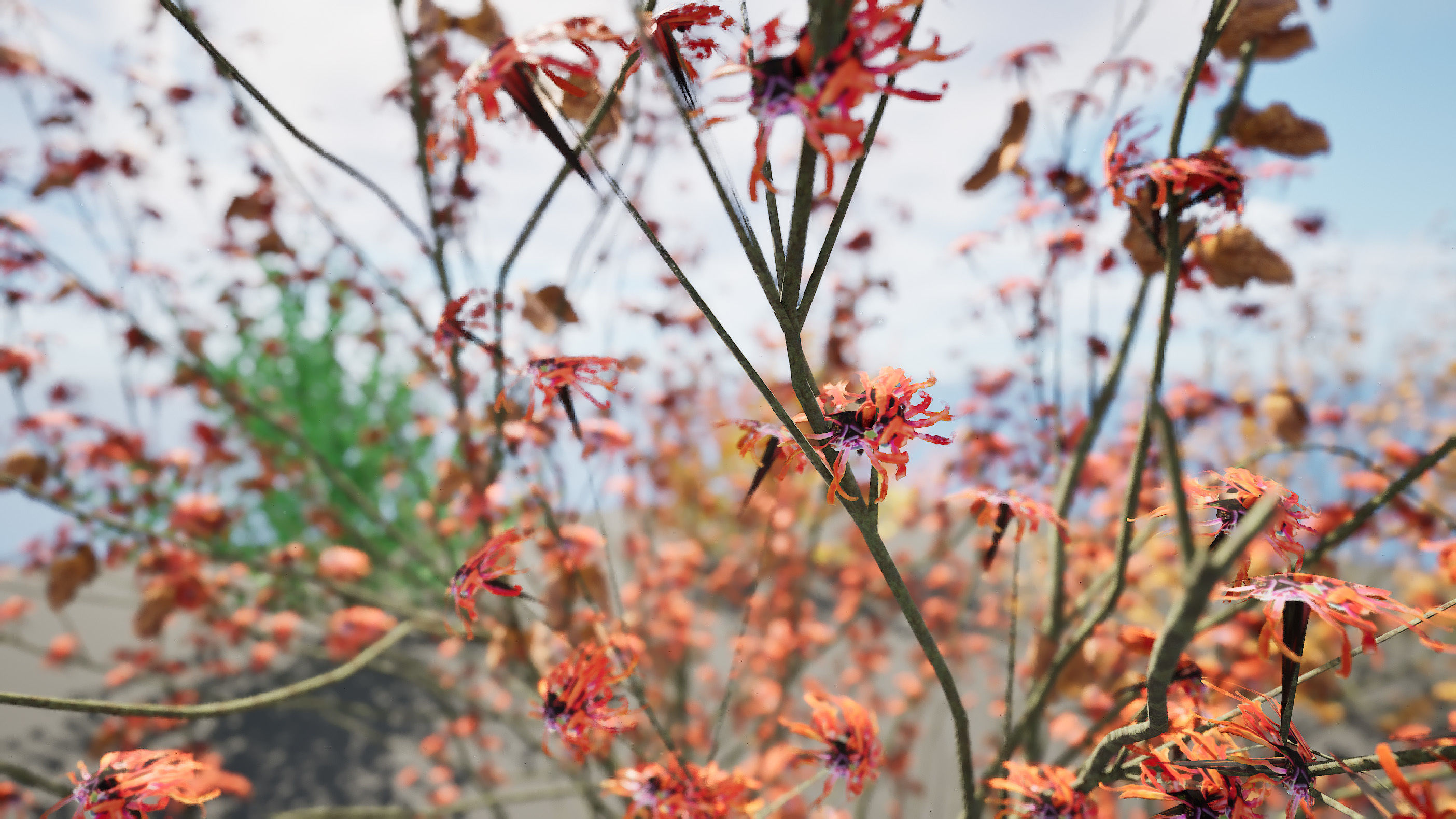 Hamamelis vernalis in 3D 3D model_2