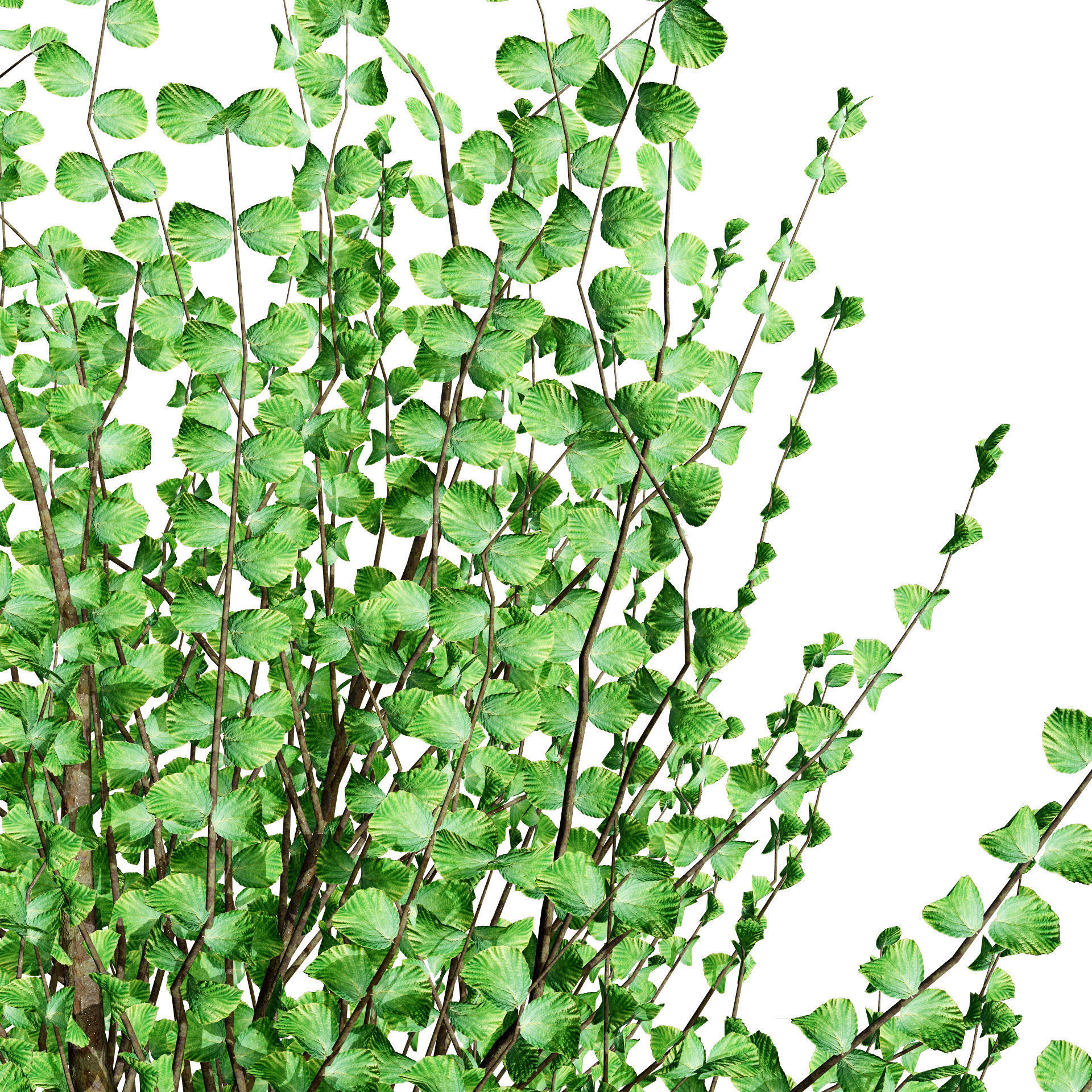 Hamamelis vernalis in 3D 3D model_8