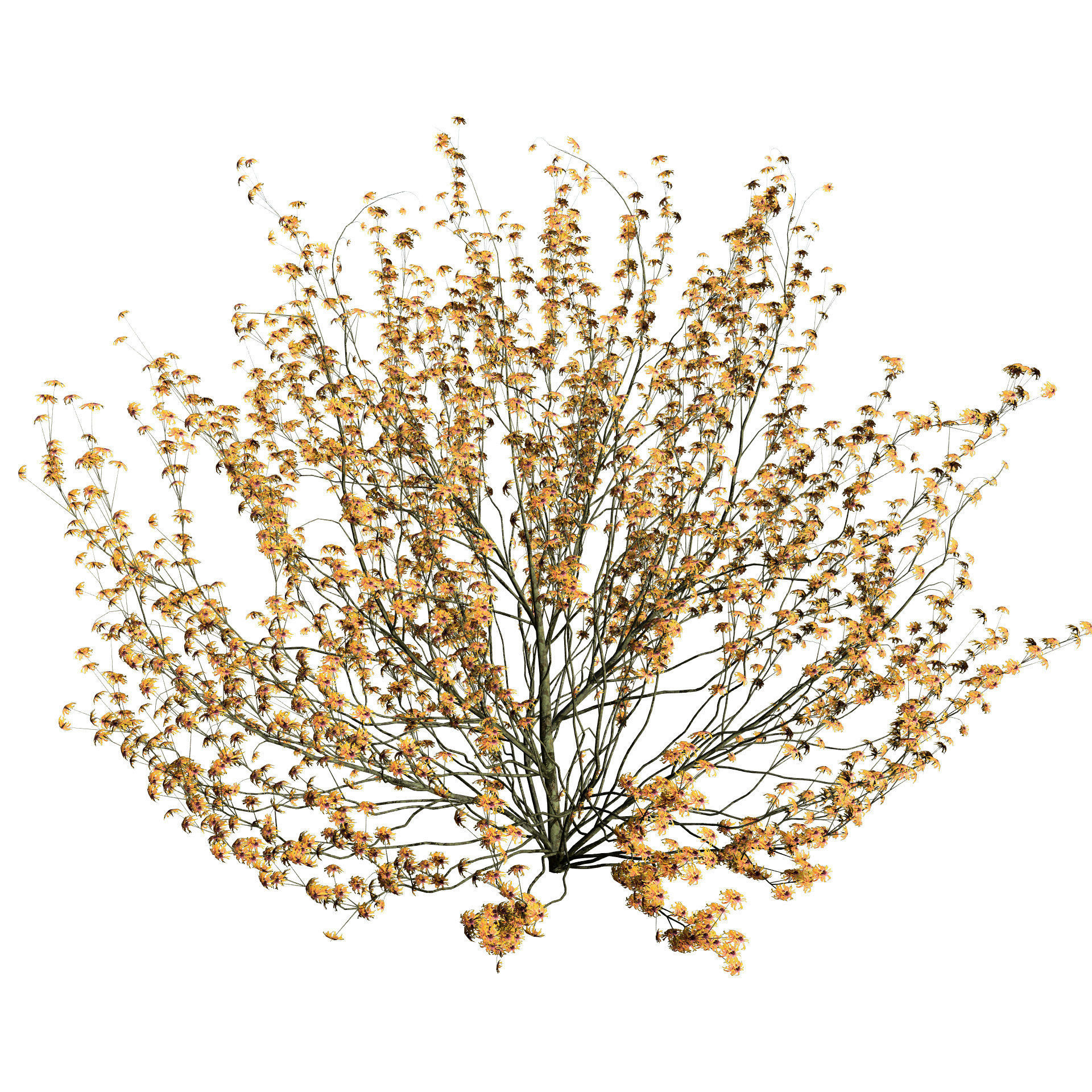 Hamamelis vernalis in 3D 3D model_5