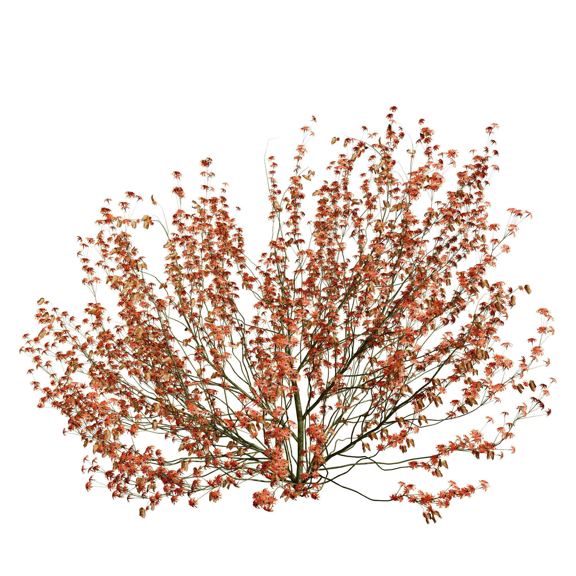 Hamamelis vernalis in 3D 3D model_9