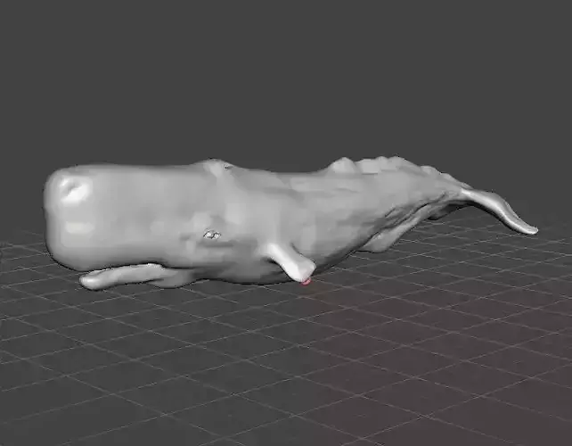 SPERM WHALE CACHALOT REALISTIC FIGURE MODEL ANIMAL WILDLIFE 3D print model