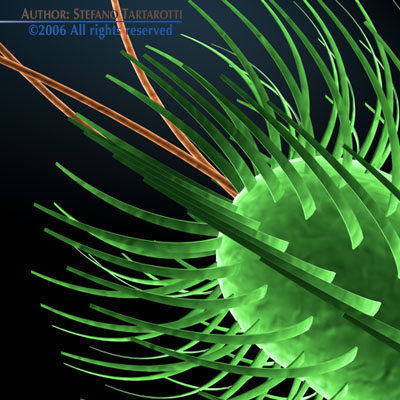 Micro cells models collection 3D model_3