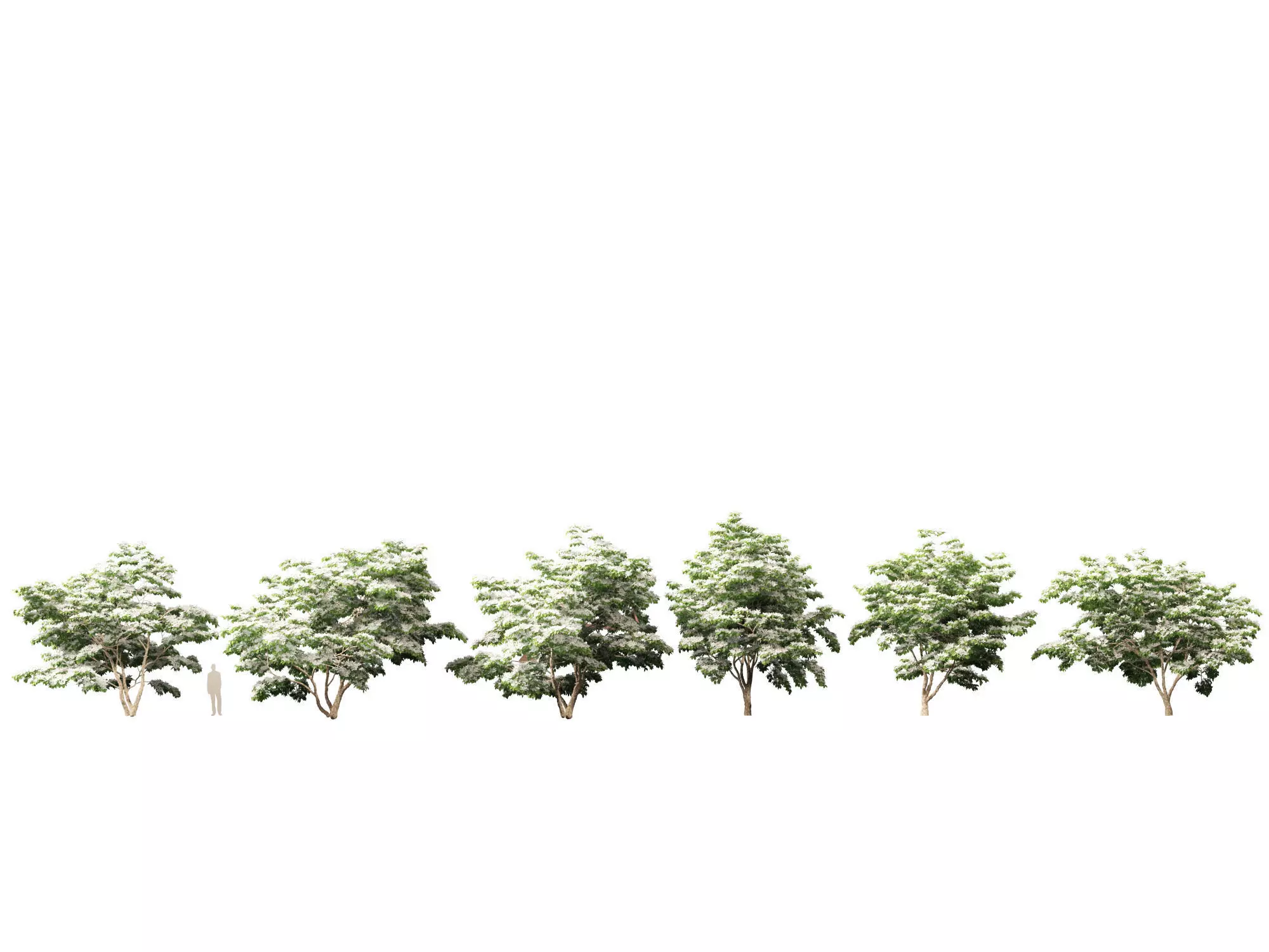 Cornus kousa - kousa dogwood 3D model